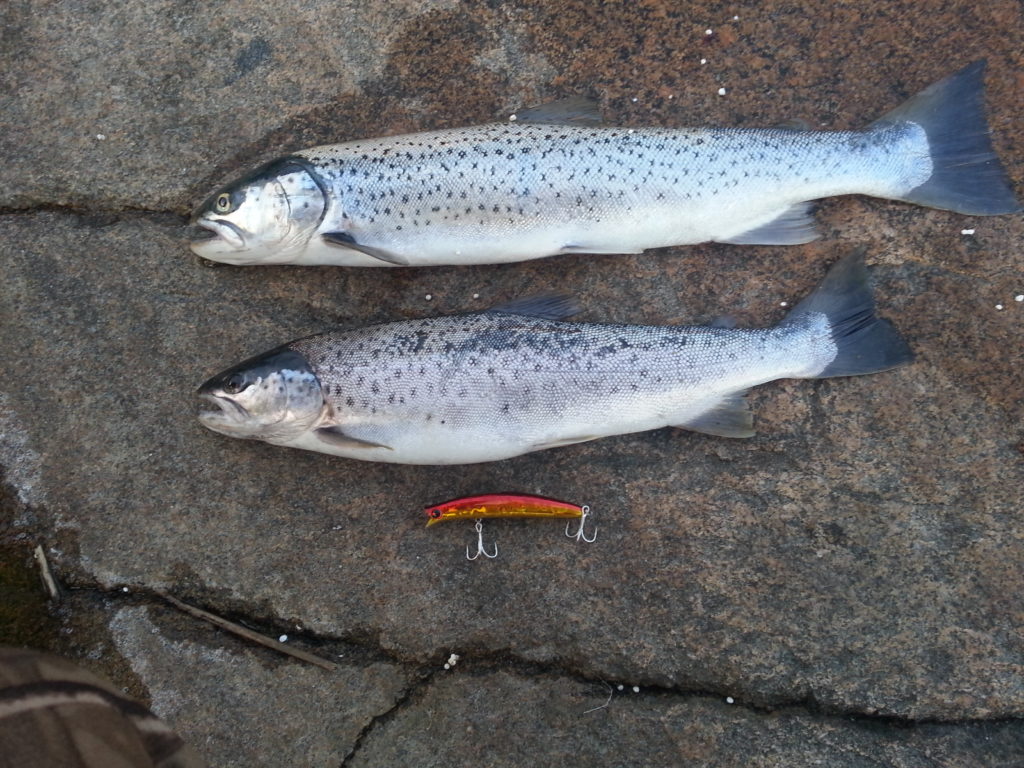 Fiskene ble tatt i området rundt Fredrikstad i begynnelsen av april. Kunden kjøpte disse på Villmarksmessa på Lillestrøm og dette var resultatet etter bare noen få kast 1024x768 