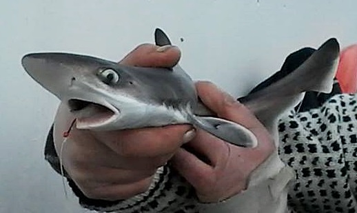 Gråhai 3