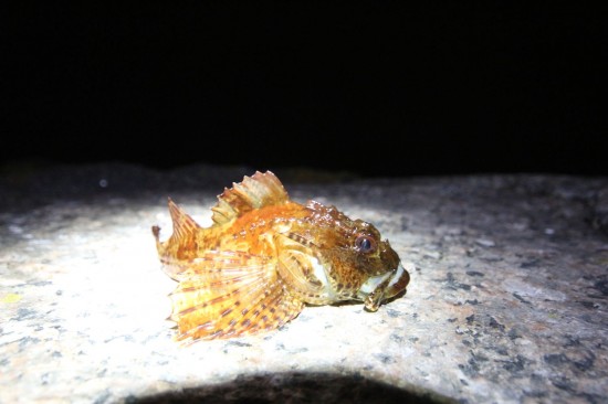 Pøbelulke ala dvergulke på 77g. Foto: Andreas Næristorp