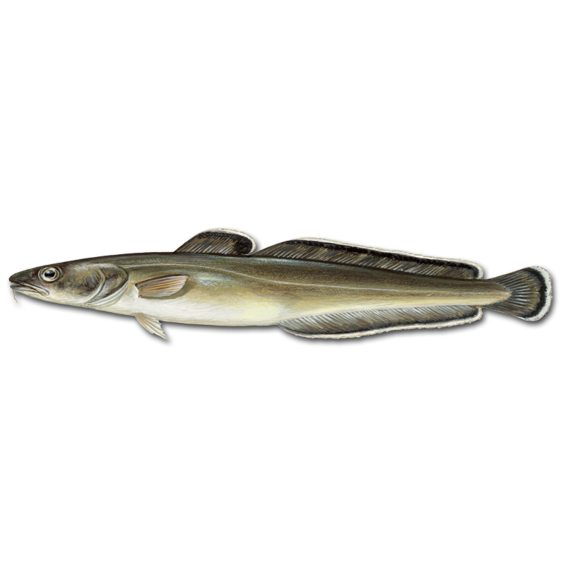 Lange - Hooked, image size:800x800