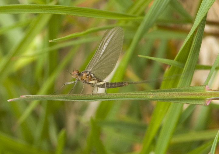 Baetis rhodani