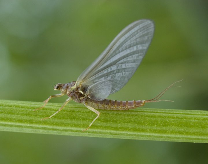 Ephemerella aurivillii