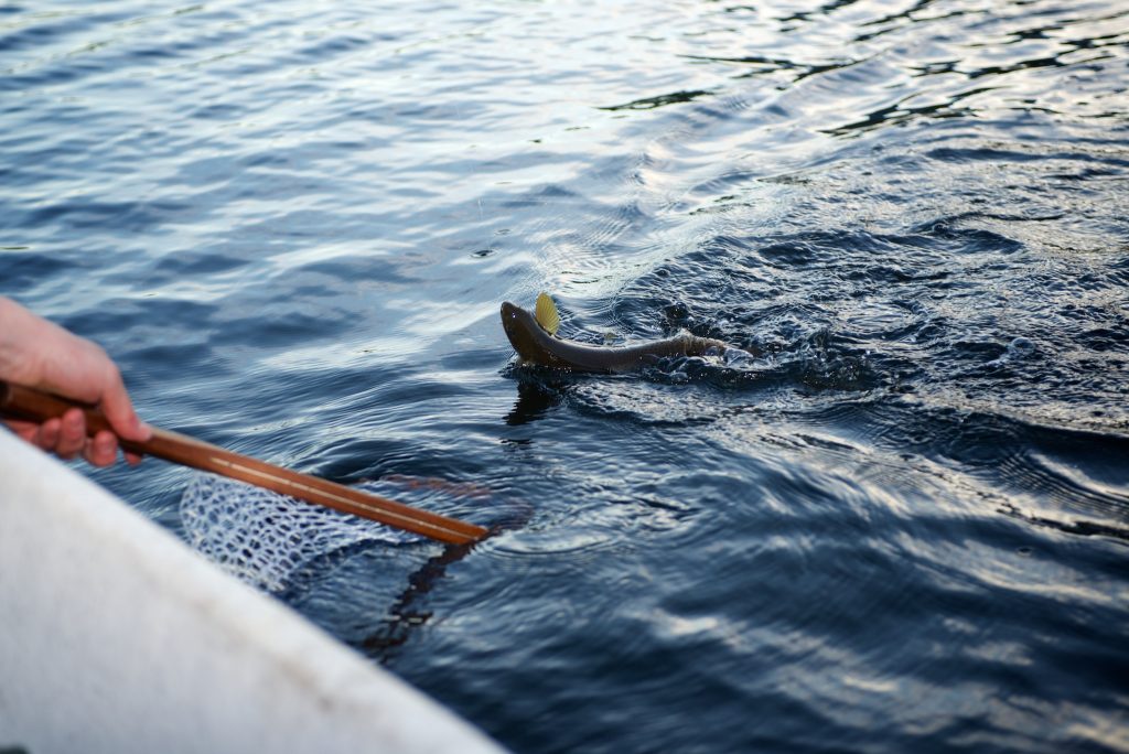 Fjellfiske etter ørret med flue - fra båt med Tor Grøthe på Attjern - 21