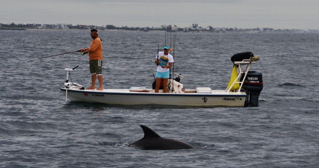 Hærligt sællskap i form av delfiner ær det gott om i Florida. - TungUng - Emma Bäcker Håkonsen
