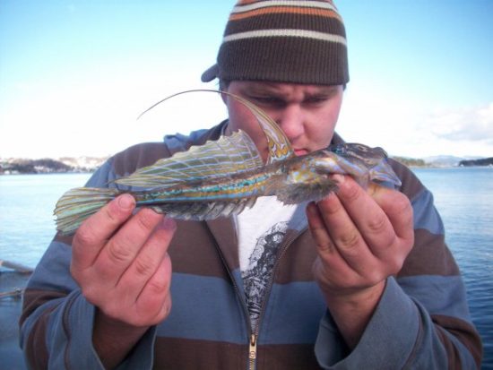 Den flotte fløyfisken er en art som man med jevne mellomrom stifter bekjentskaper med, også på et nedklipset enkroks paternoster-tackel egnet med 3/0-krok og makrellstrimmel rettet mot glassvar... Foto: Even Almås