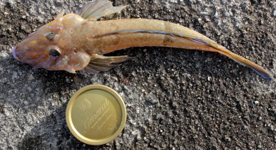 Fløyfisk på gode 30cm begynner å bli brukbart, men det mangler fremdeles endel på lengden og magen. Foto: Lasse Bøe