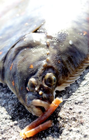 Close up-bilde av dagens fisk, som falt for Attraquas allround-agn. Foto: Lasse Bøe