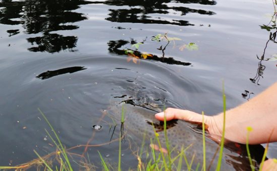 Ørreten i tjernet (9)