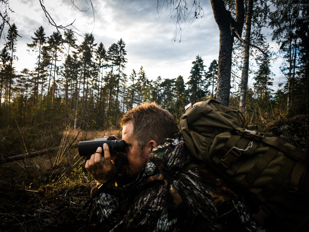 Speider etter bukk i hogstfelt - bukkejakta