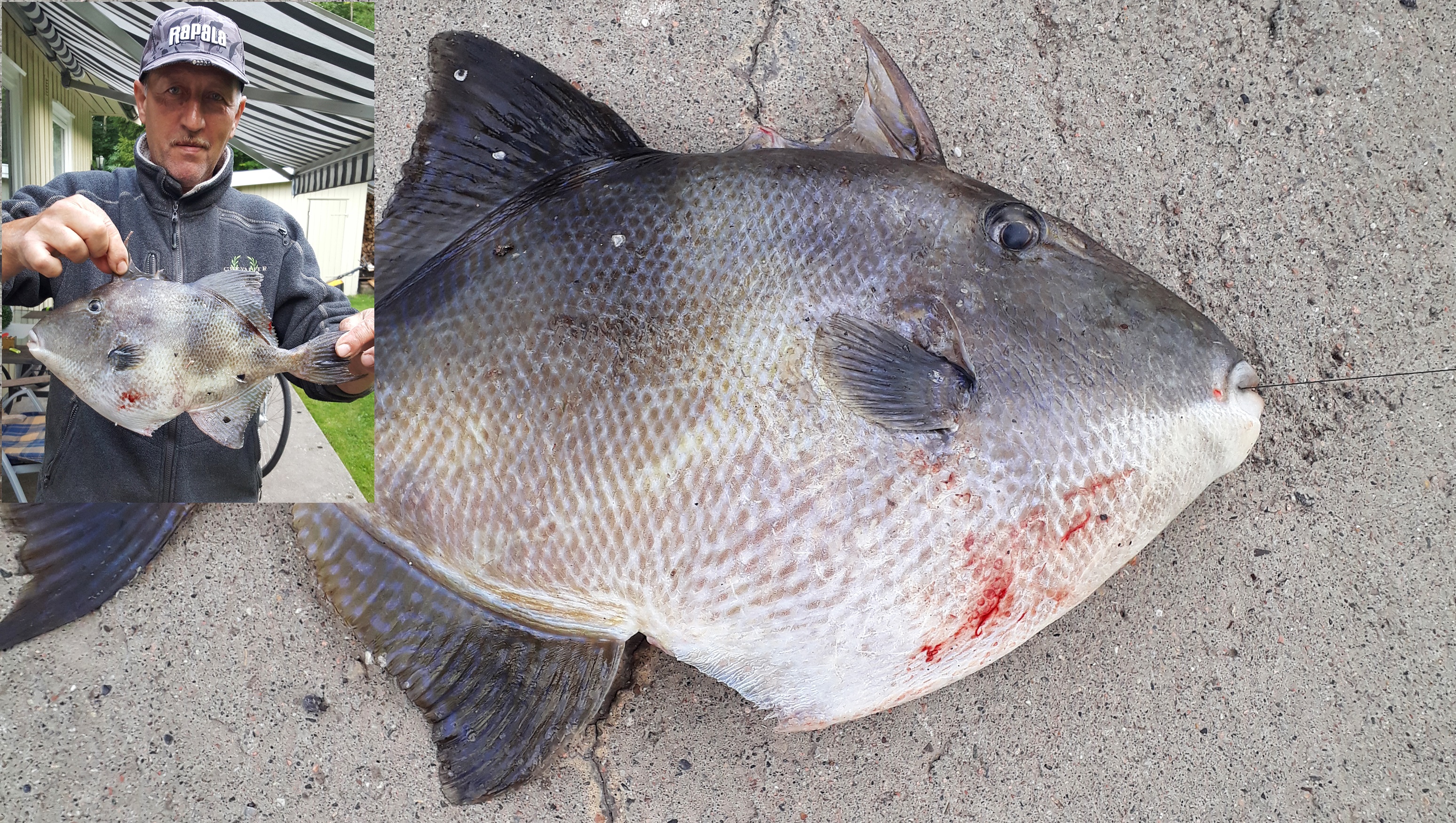fisk i datingside