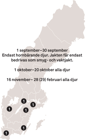 Jakttid Dåhjort Dovhjort Sverige