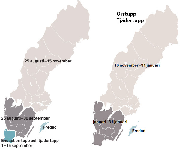 Skogsfugljakt  - Jakttid skogsfugl Sverige