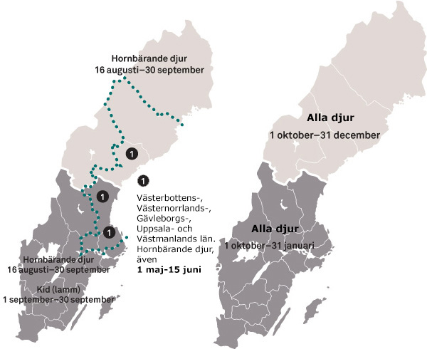 Jakttider rådyr Sverige