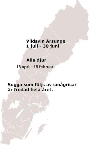 Jakttider villsvin Sverige