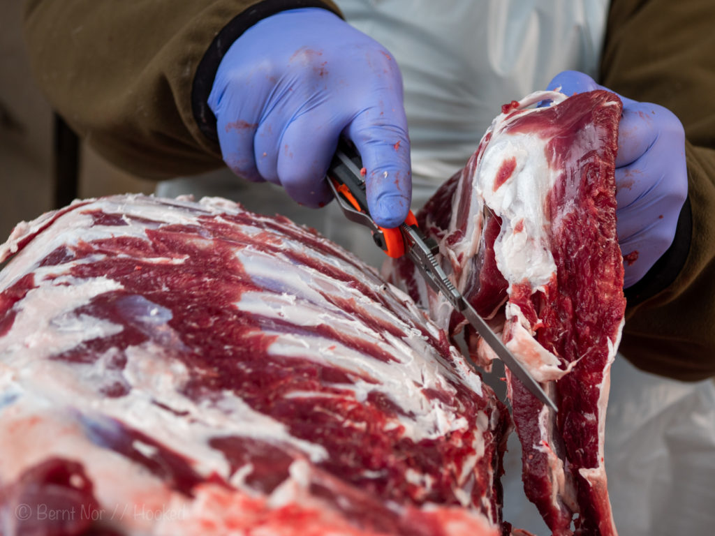 Partering av hjortevilt - Gerber kniv skjærer av kjøtt