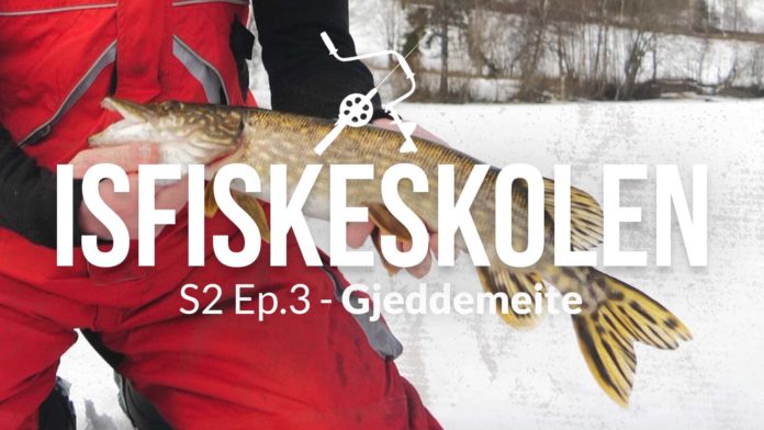 Gjeddemeite - Isfiske gjedde S2 Ep3 Isfiskeskolen