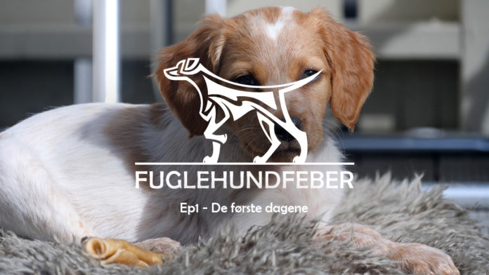 Fuglehundfeber - Ep1 - De første dagene