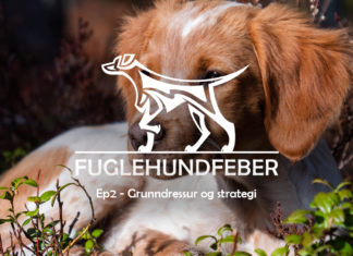 Grunndressur og strategi - Fuglehundfeber - Ep2