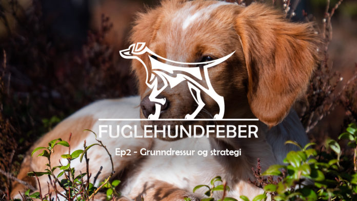Grunndressur og strategi - Fuglehundfeber - Ep2