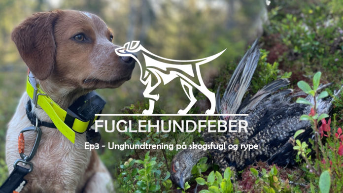 Unghundtrening på skogsfugl- og rypejakt - Fuglehundfeber - Ep3