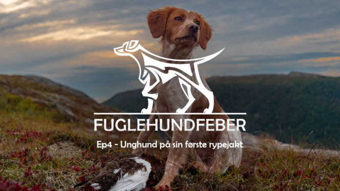Unghund på sin første rypejakt - Fuglehundfeber - Ep4 - Breton - Nemi - Stående fuglehund